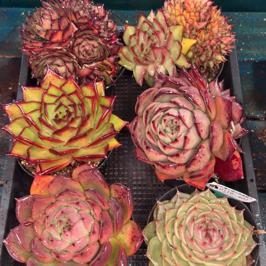 从前慢多肉精选编号0119.402