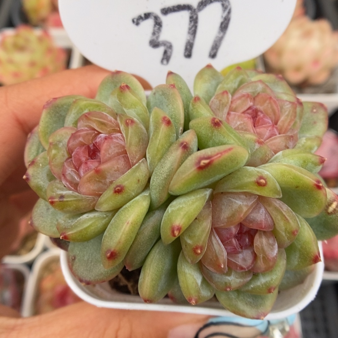 芙汐珍妮群生377号。 