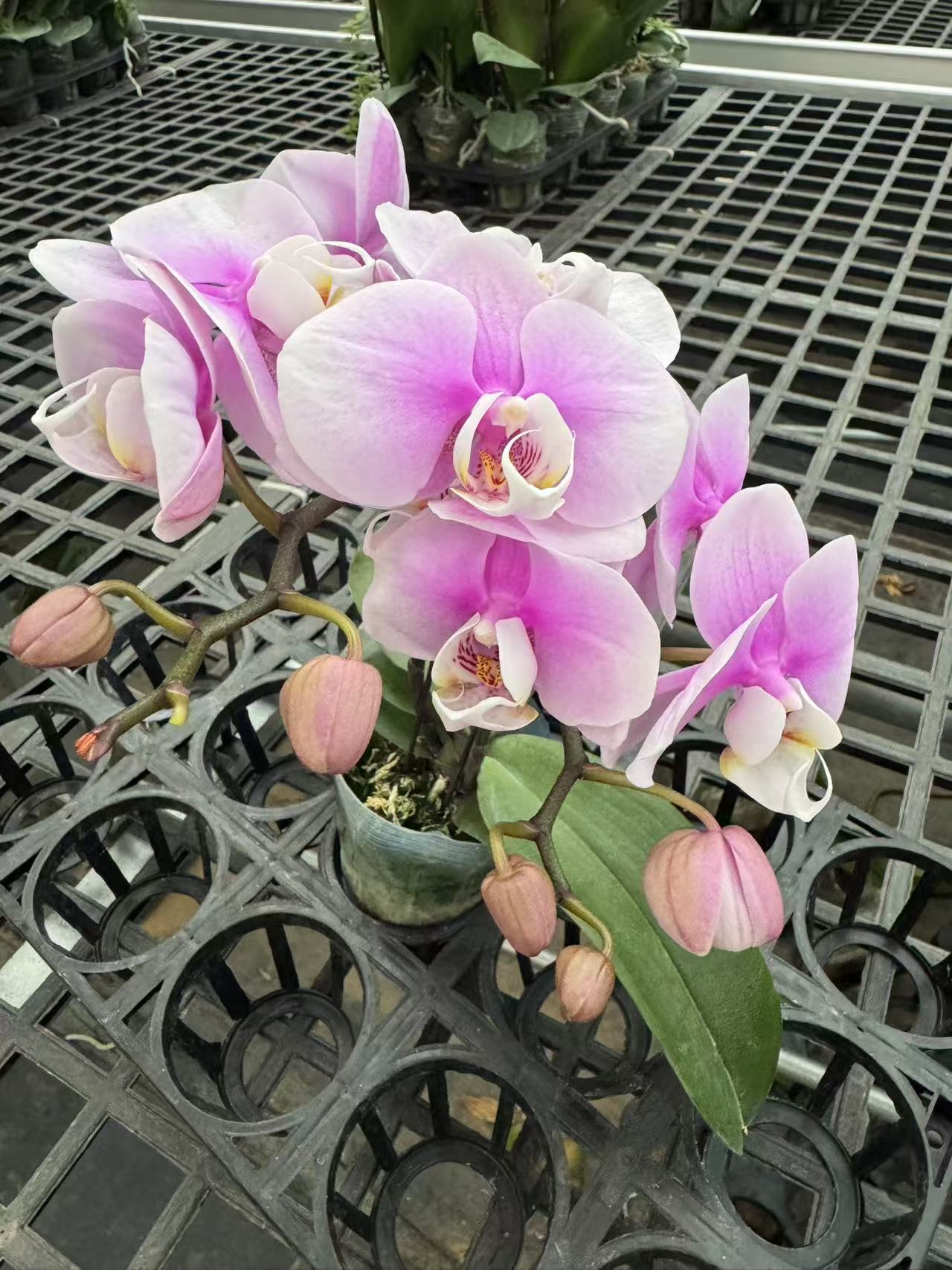 蝴蝶兰[万人迷]高端盆栽昆明发货