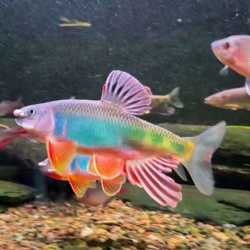 宽鳍鱲 南宽 红腹宽 红下巴宽 群游冷水观赏鱼原生淡水鱼现货包邮