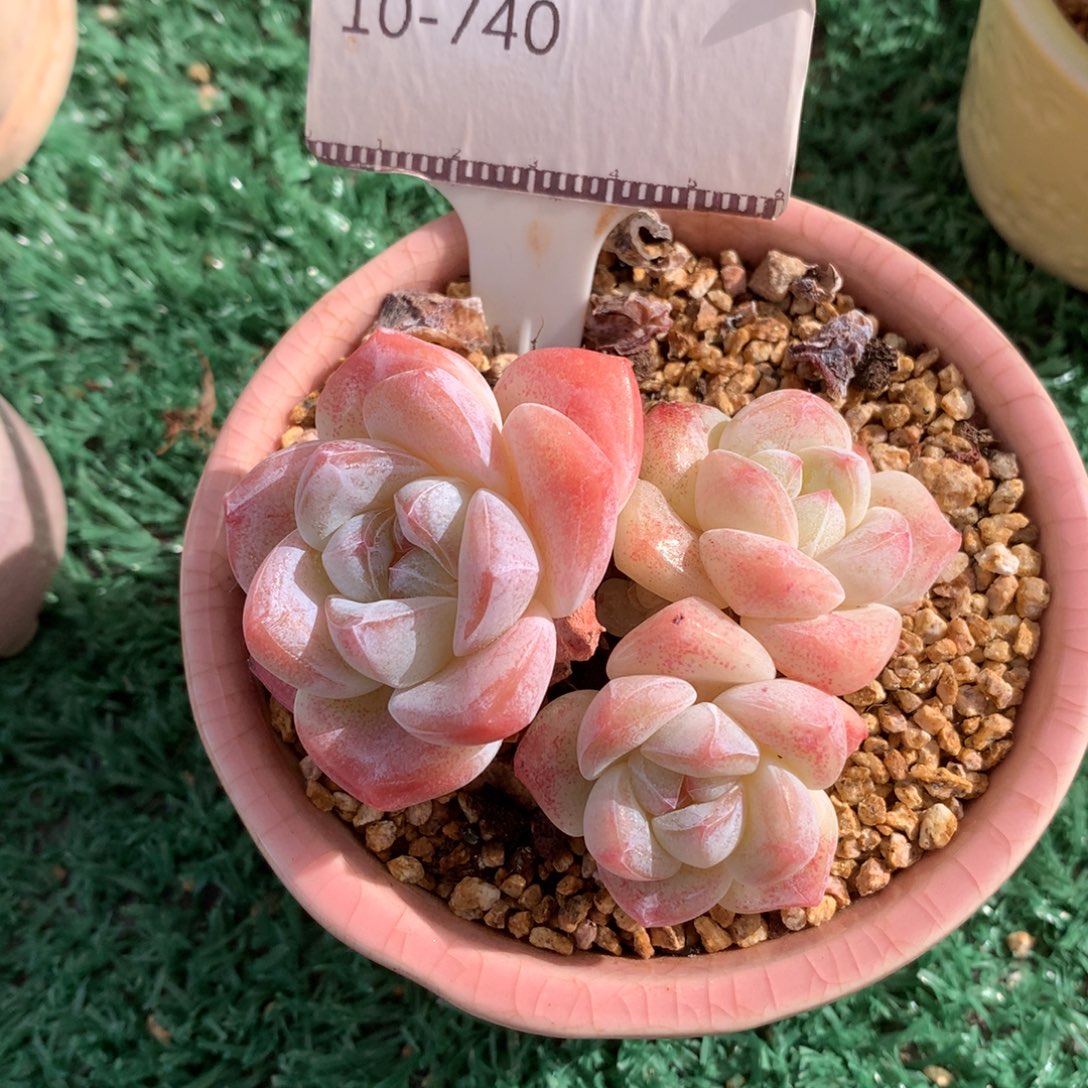 三年冰玉老桩自然群58包邮不包整