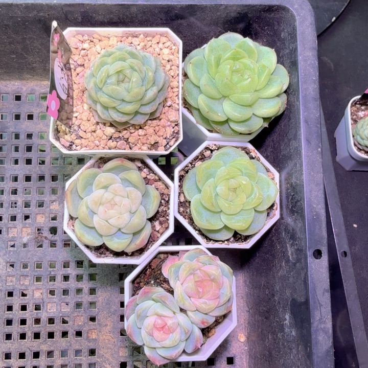 h1b2多肉福利啦啦