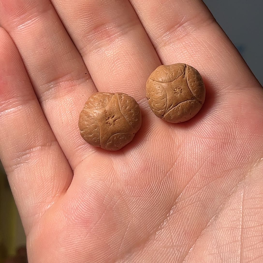 凤眼菩提吊坠17.5mmm麒麟眼，开孔不退，偏远不包