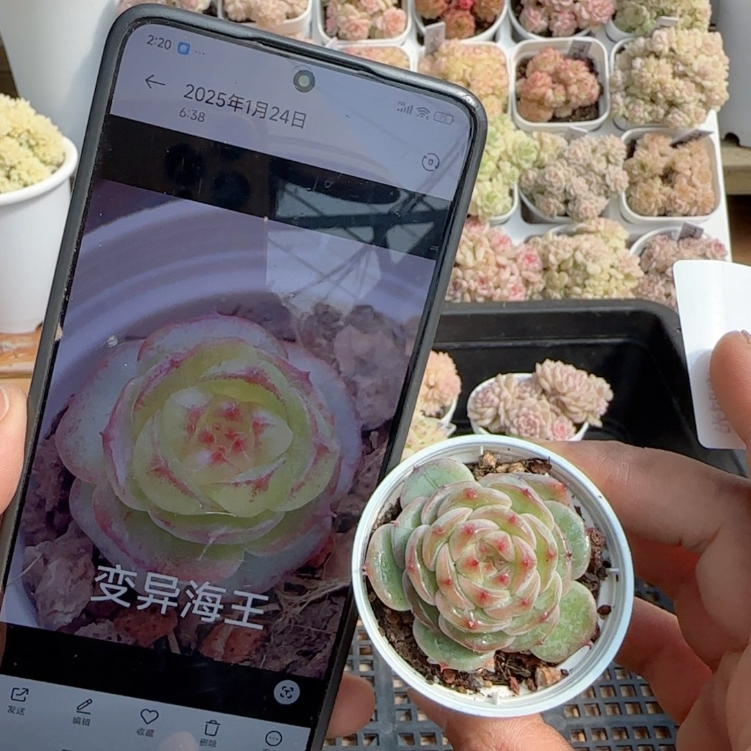 【闪购商品】0205-92变异海王