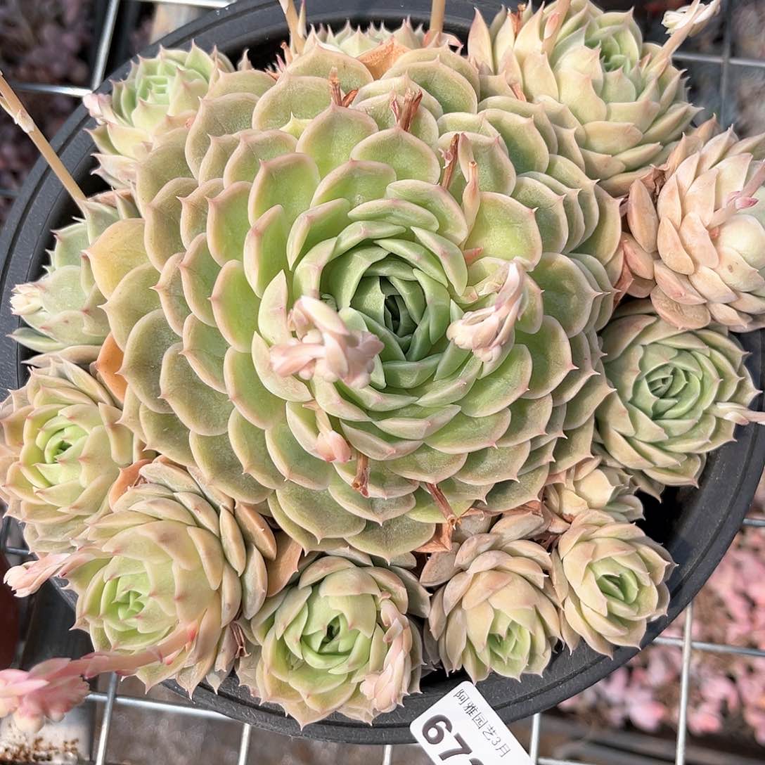 阿雅园艺。   672