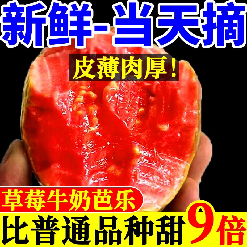 【认准广西产】广西红心芭乐白心芭乐只发100单现摘现发果园直发