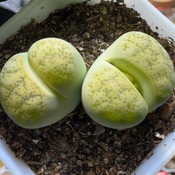 生石花221222。  232