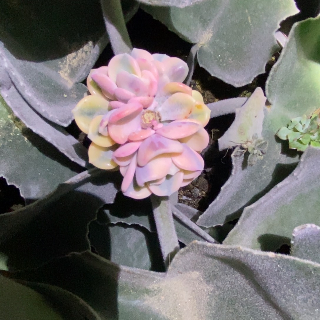 不开花植物美尻锦群生
