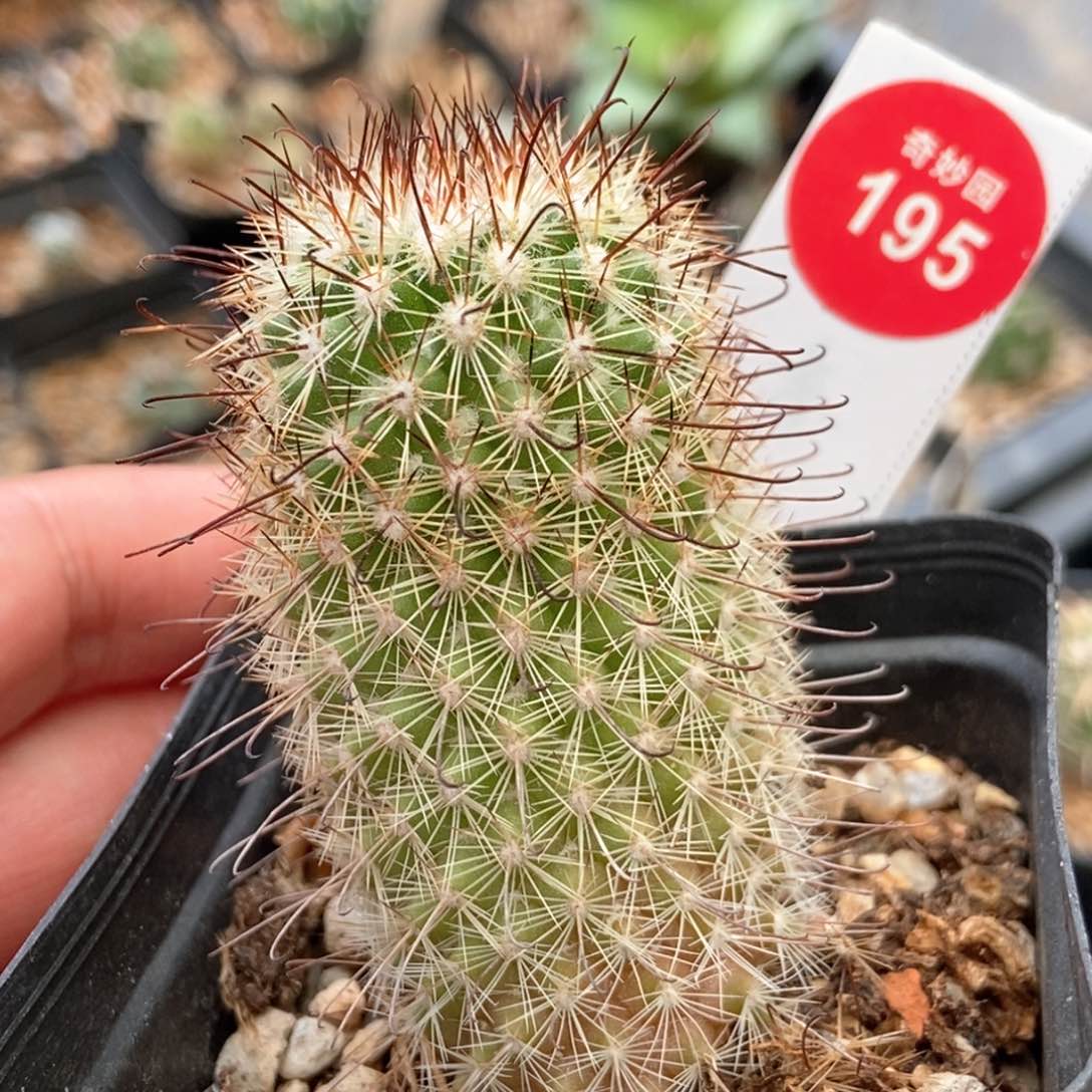 实生天使乳突3.5cm