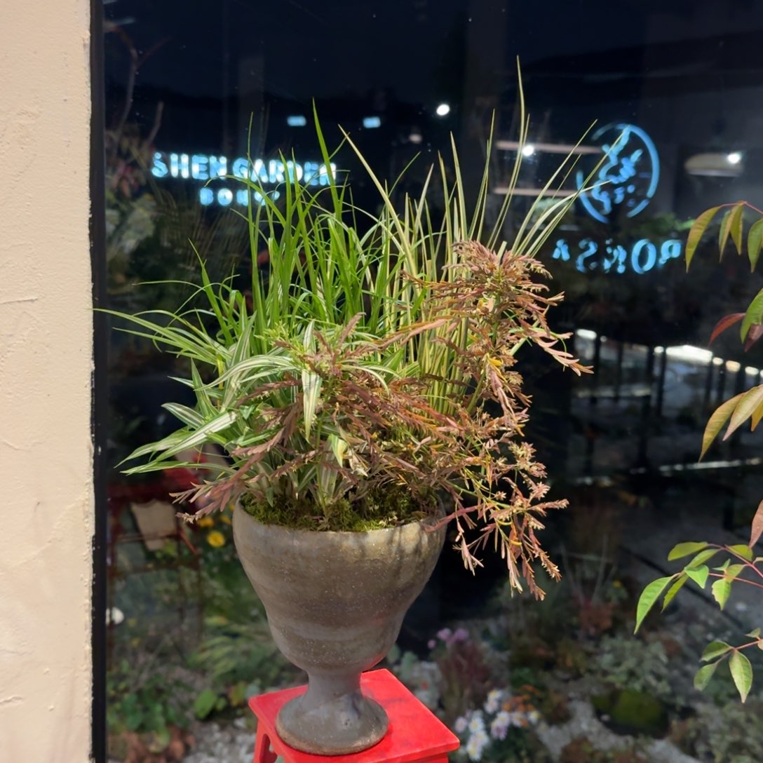 全部花朵山野草手作盆