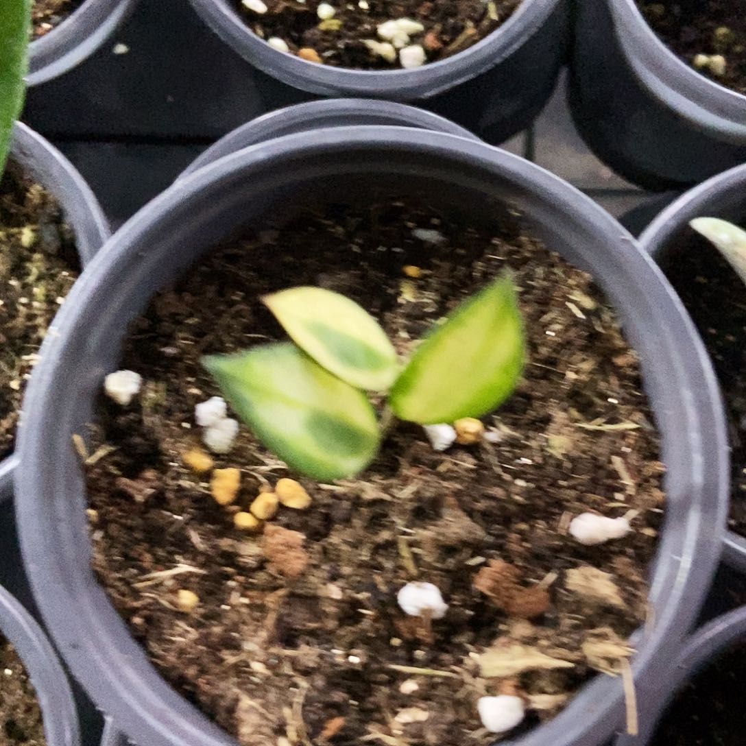 完全开放湖心裂瓣球兰