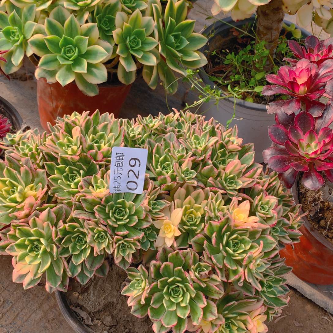 029甜茶捧花多肉植物的