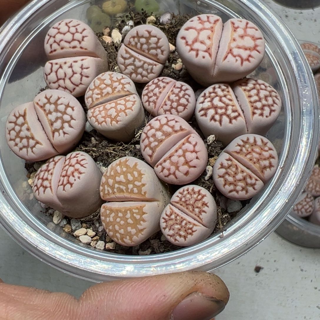 【闪购商品】 557。    