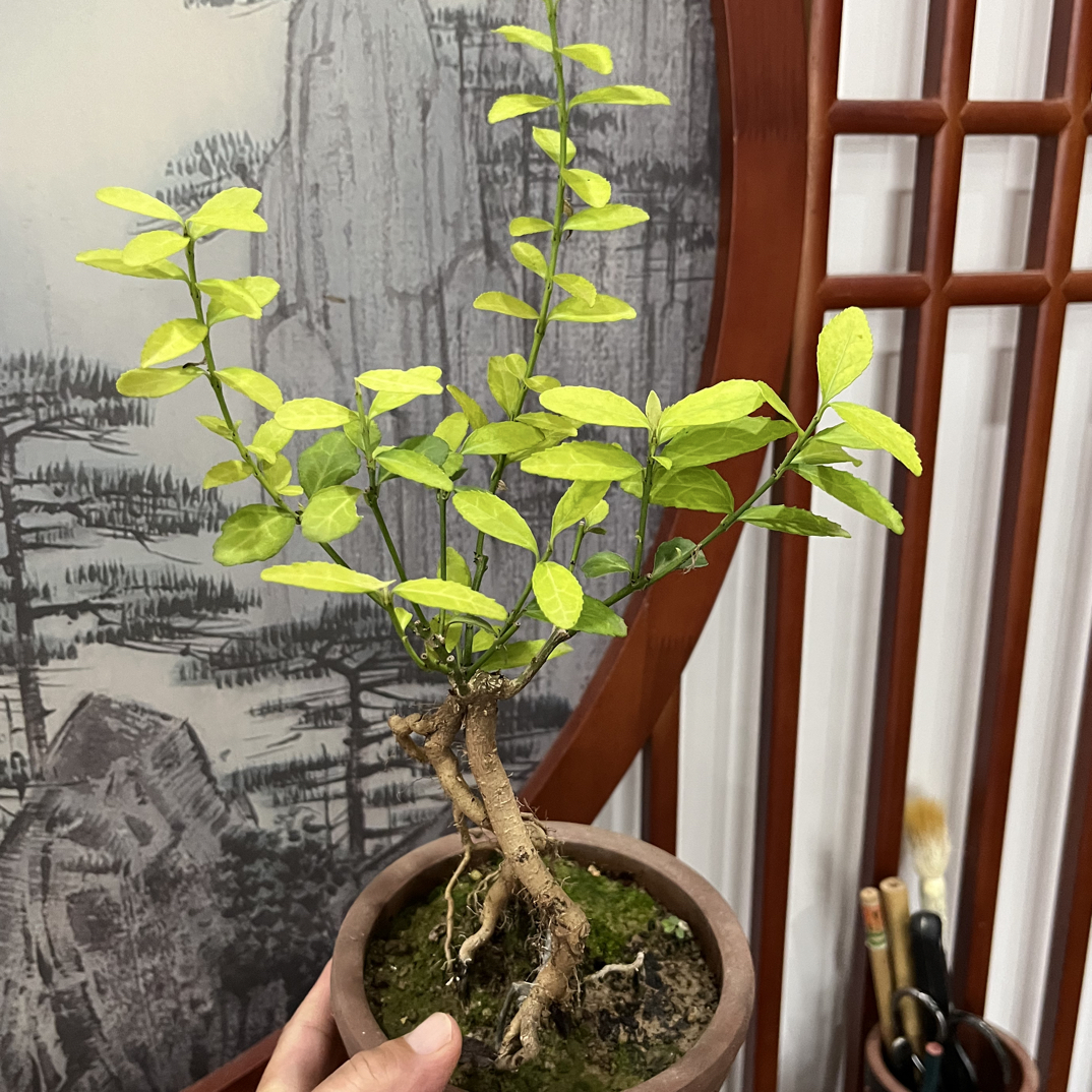 下山壮根艺扶芳藤盆景：造型别致，养好开花结果，所拍即所得