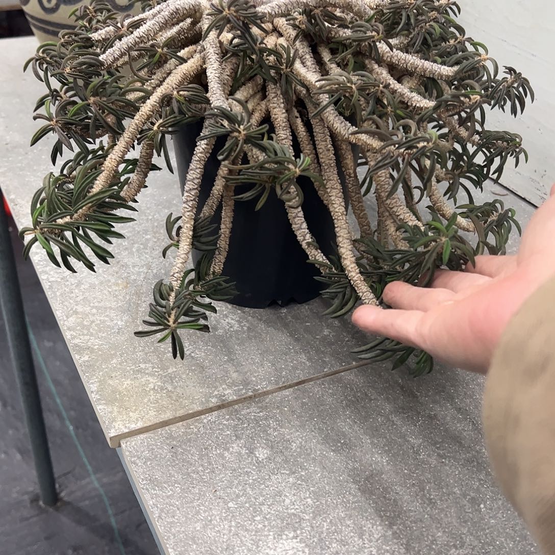 童***妹大雀舌筒叶麒麟66668888