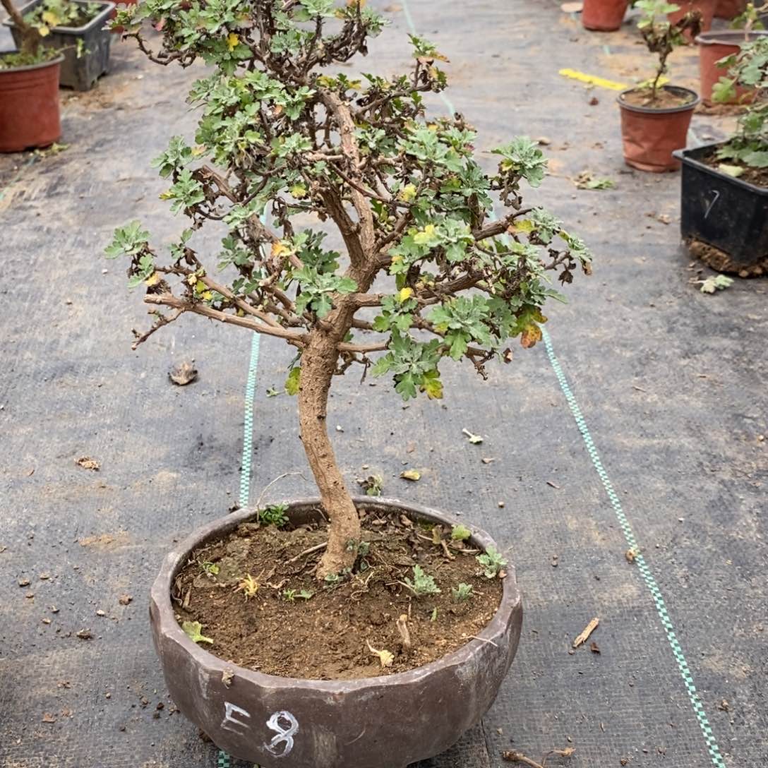 仰***空无花朵盆景不售后70