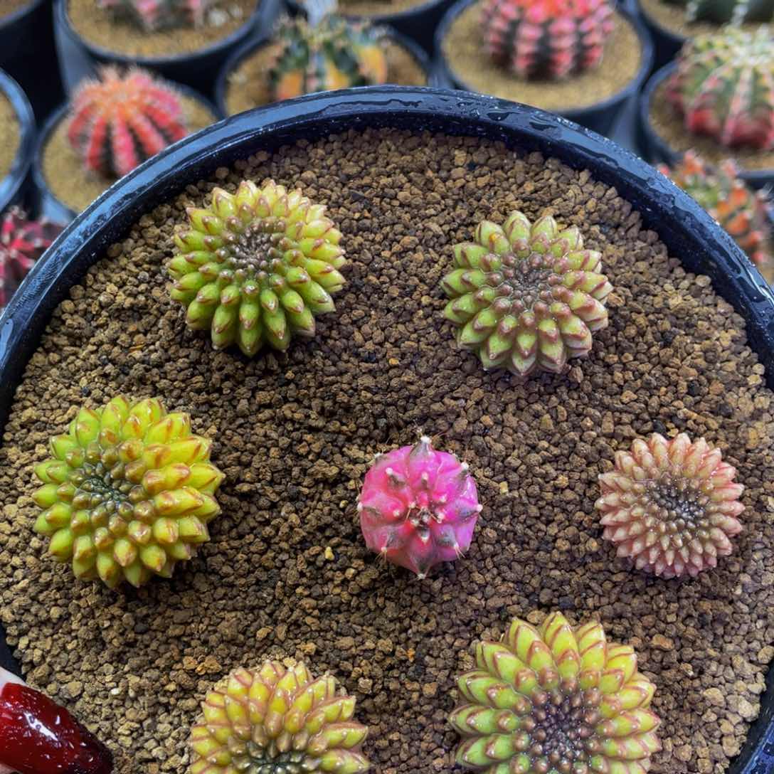 色彩貘0000000000一个128