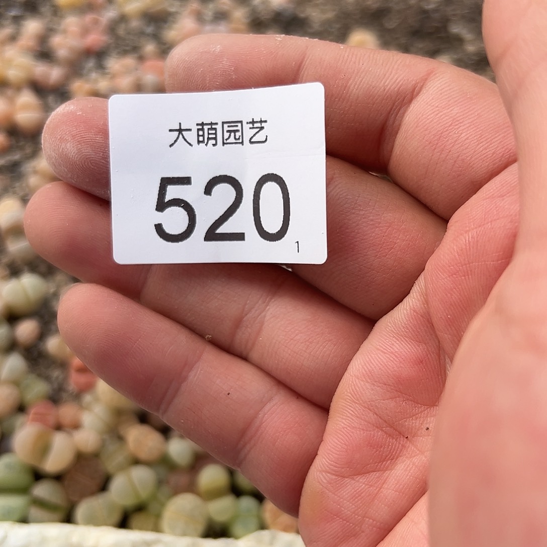 0000520清框脱土发无售后