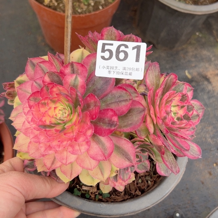 561多肉植物海神