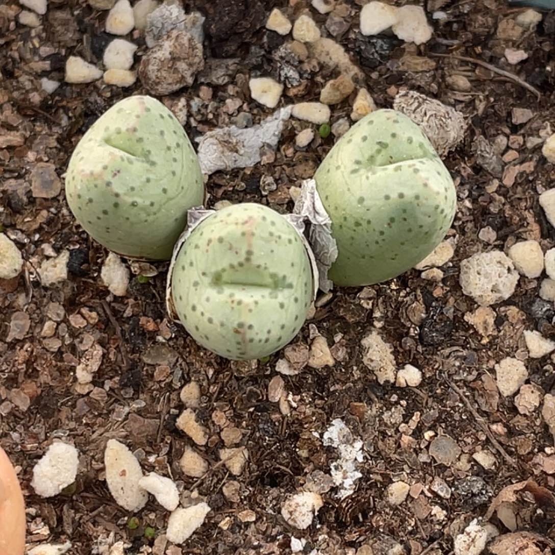 13-149紫式部多肉植物