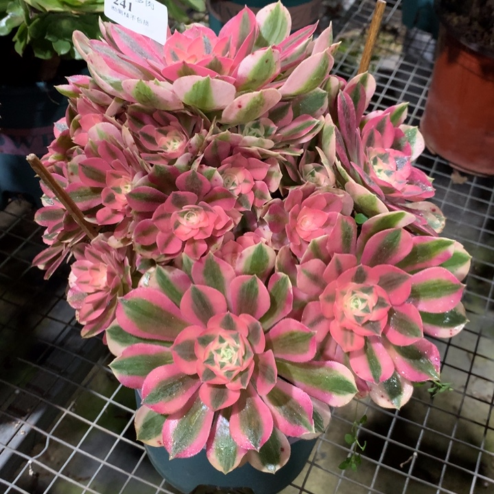 241粉女巫多肉植物特价