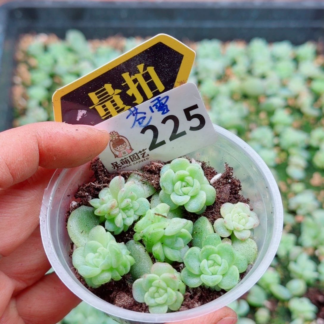 多肉植物多肉植物