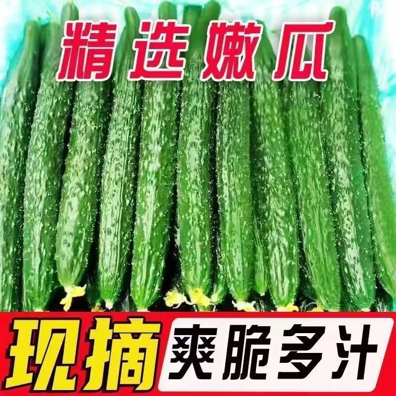 北京本地黄瓜新店活动福利现摘现发新鲜生吃清脆甘甜爽口+-2两