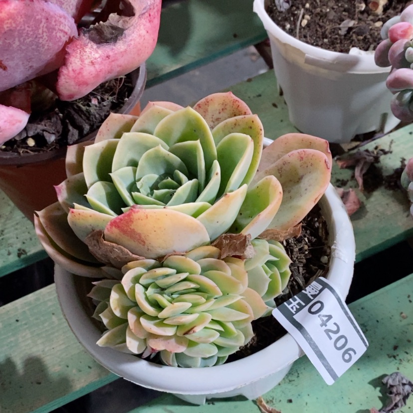 【闪购商品】星娜塔缀04206