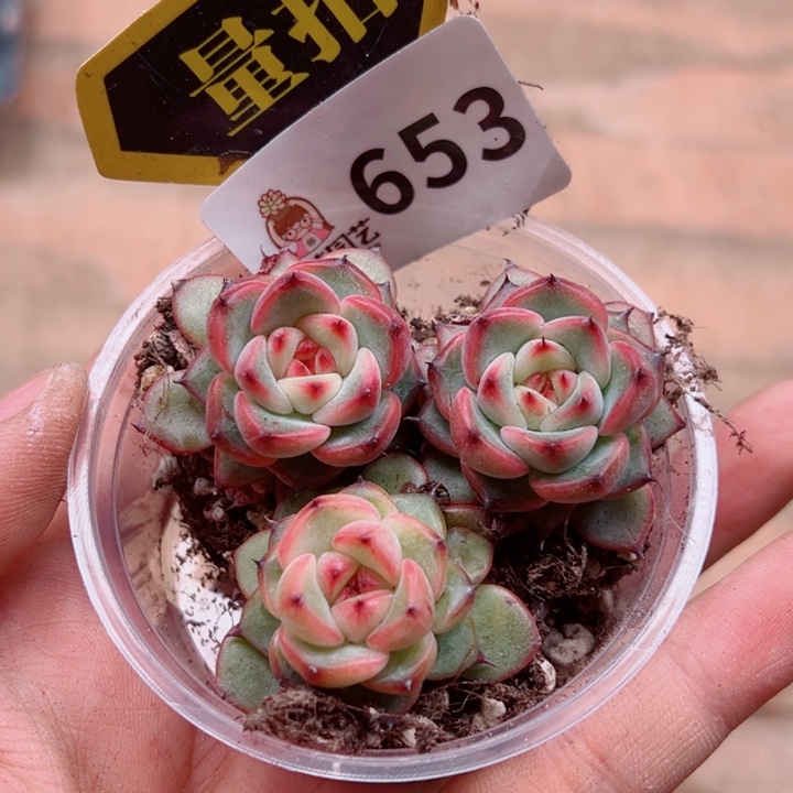 多肉植物多肉植物