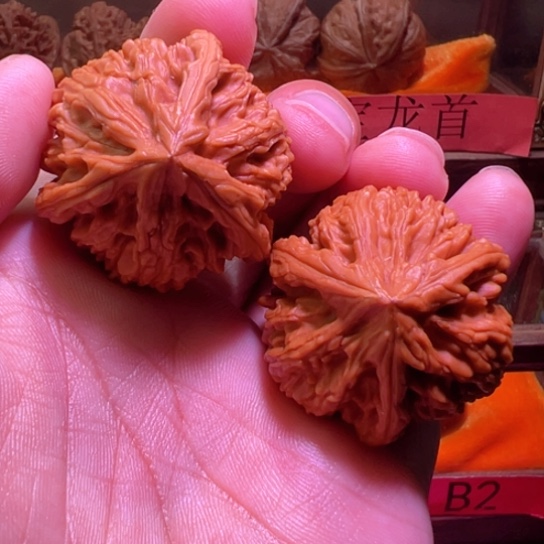 御龙筋正奔三棱纯天然38边37高
