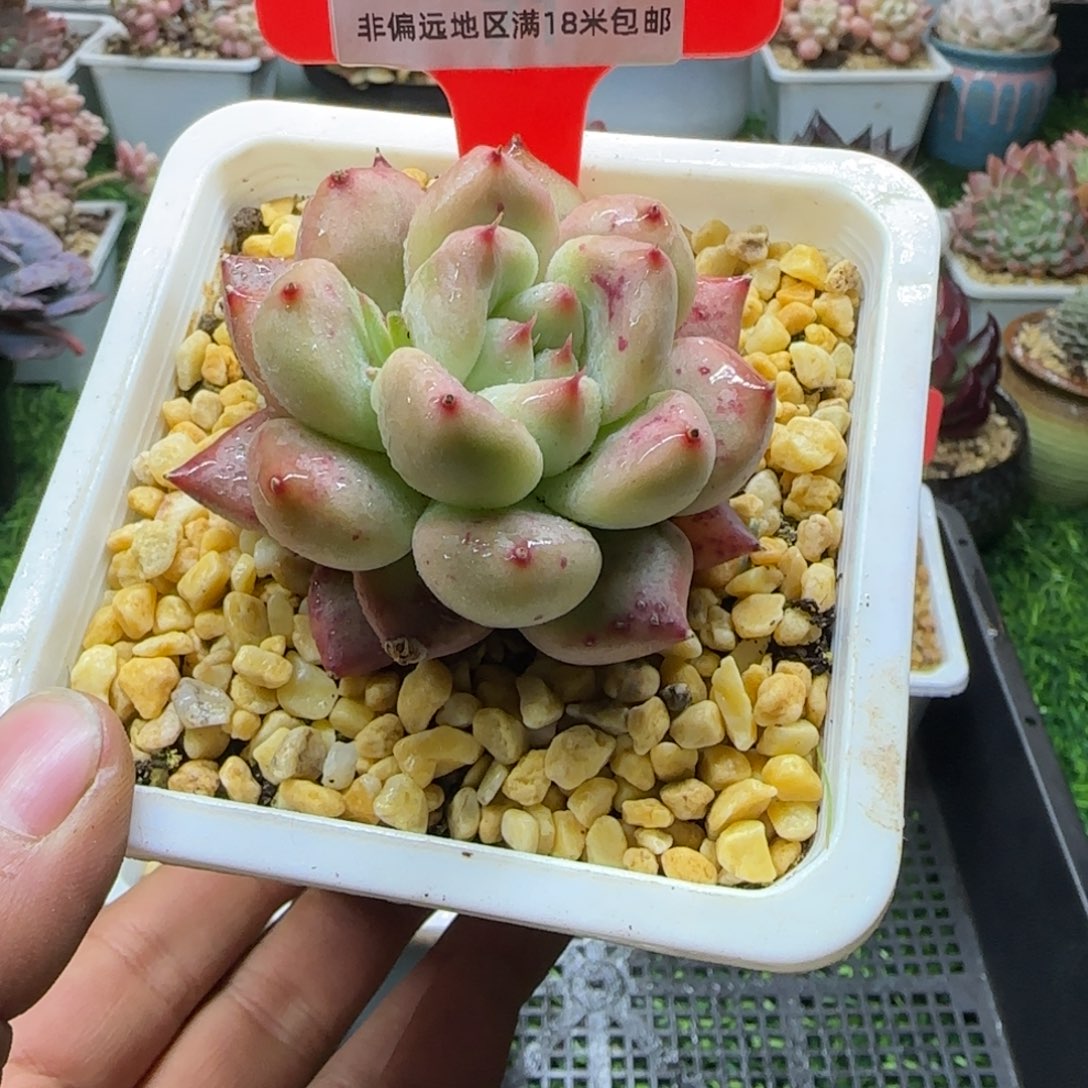 解忧植物多肉编号42