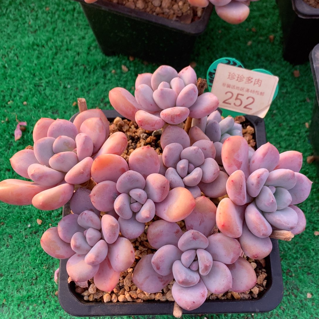 三明治美人老桩平头252