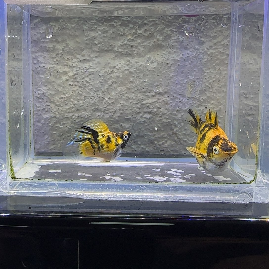 孔雀鱼小老虎玛丽。42号