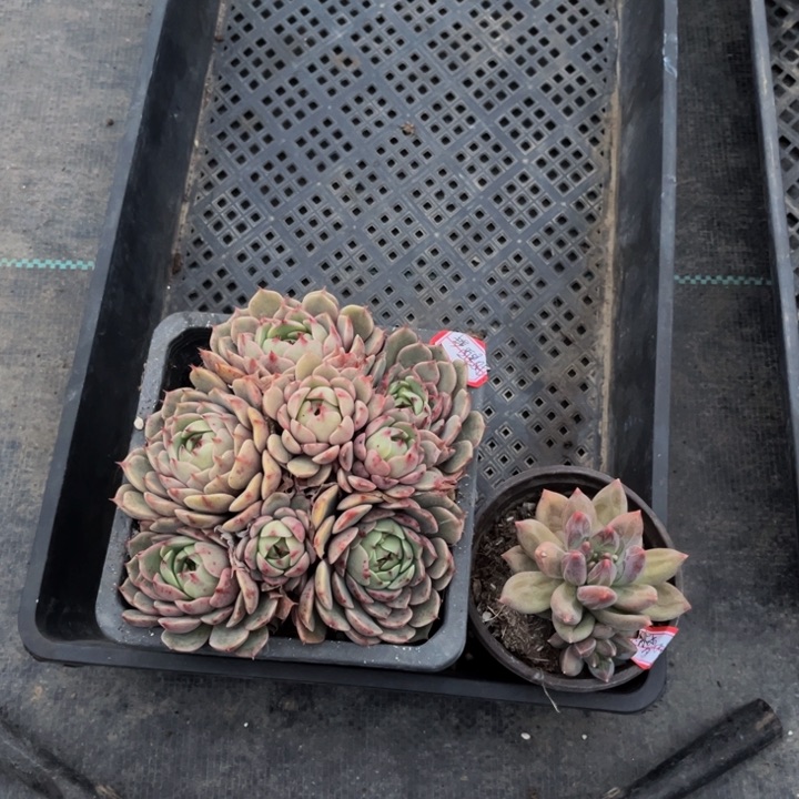 梦**分银天女菲欧娜笨巴乌拉克拉