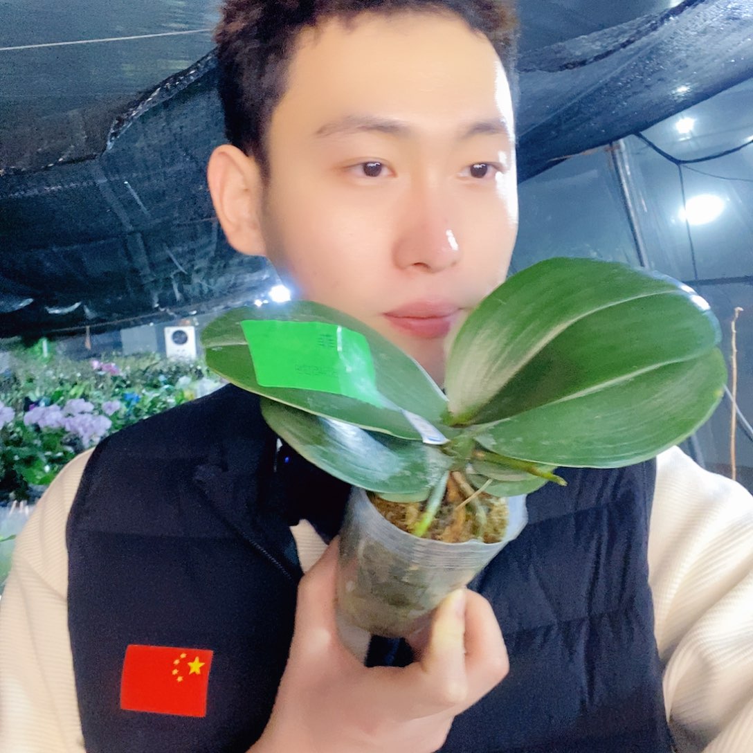 无花朵拉菲蝴蝶兰