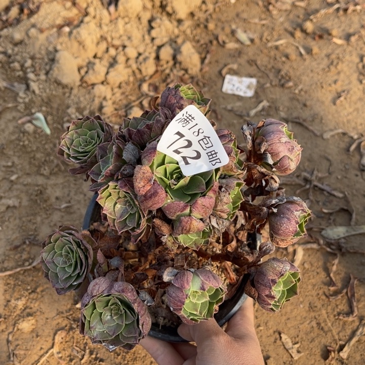 722万拉丝小手捧2