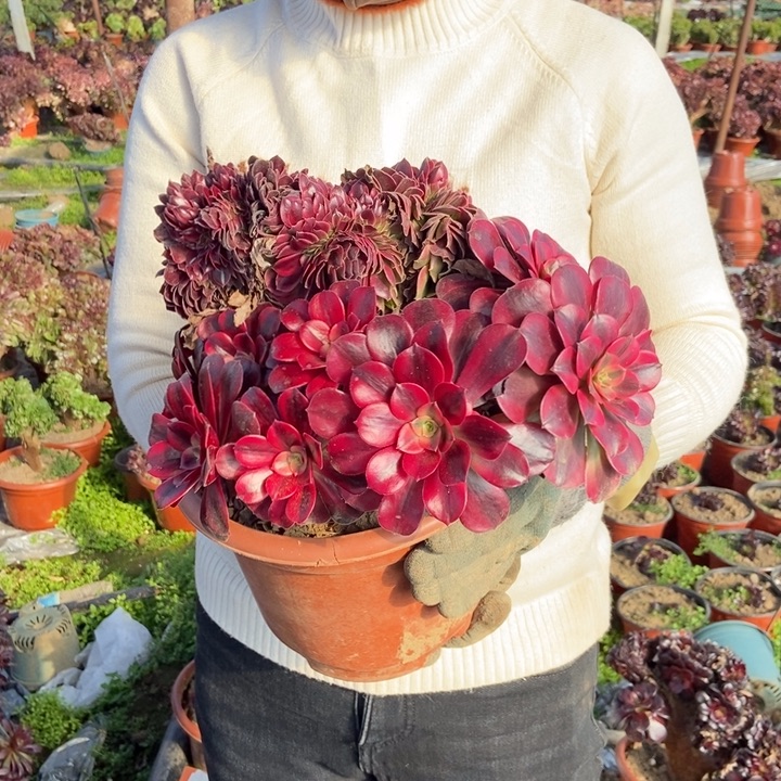 用****5330美杜莎缀化老桩老桩