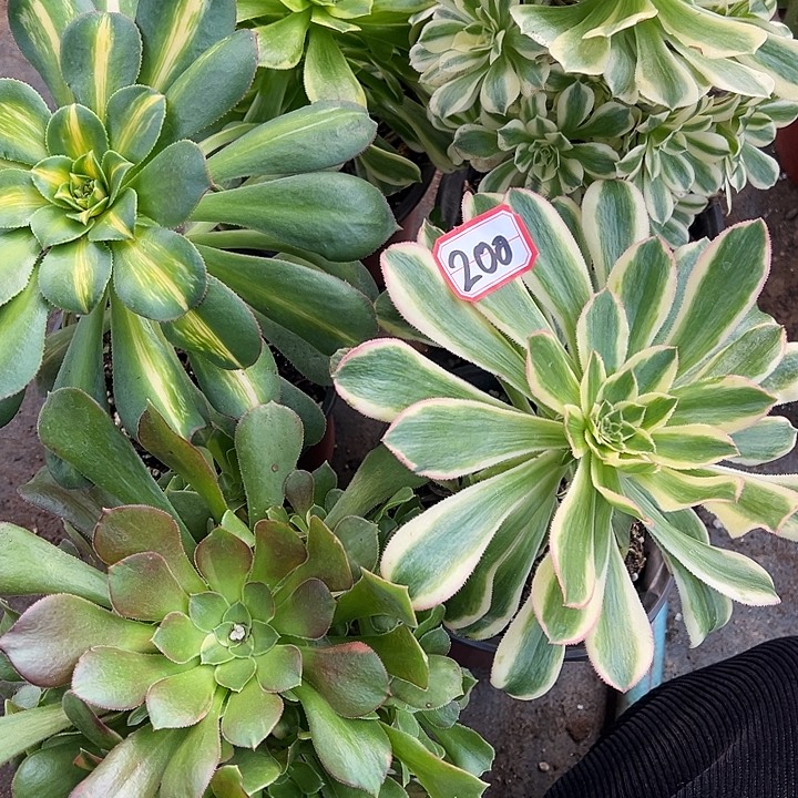 多肉植物200不售后