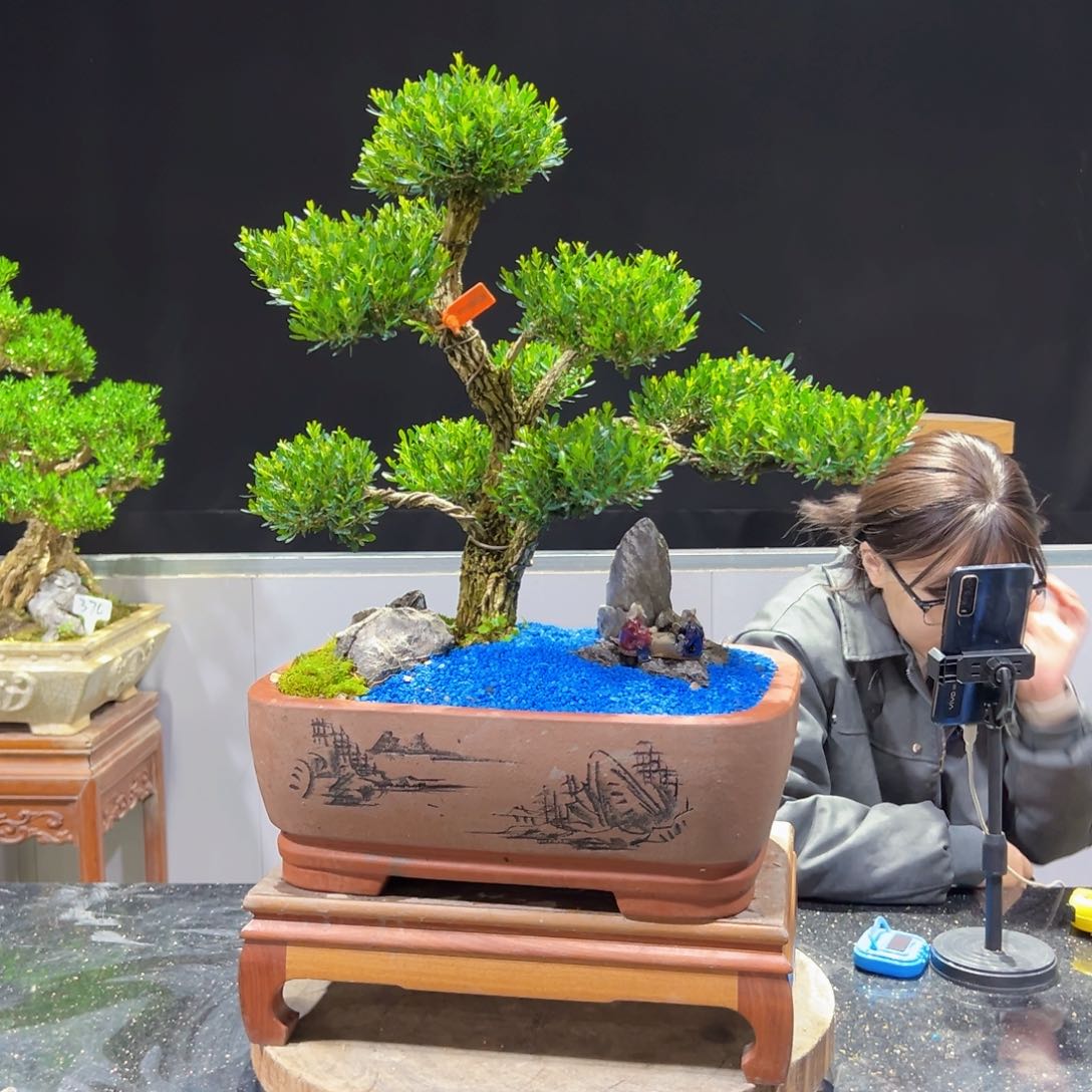 四季常青老桩黄杨盆景