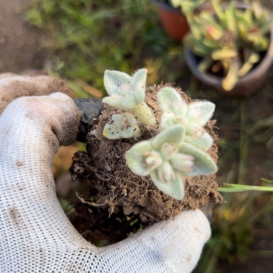 断崖父母植物我哟哟哟