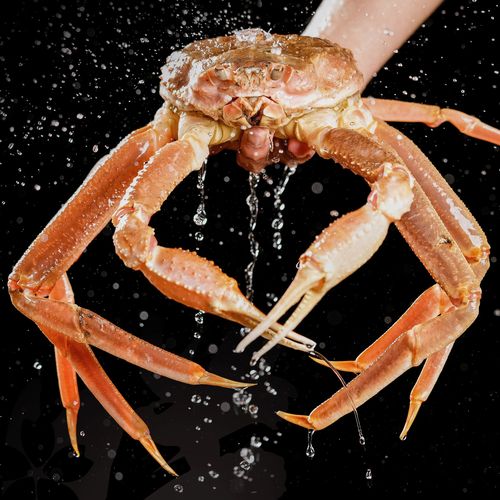 俄罗斯野生深海断氧松叶蟹