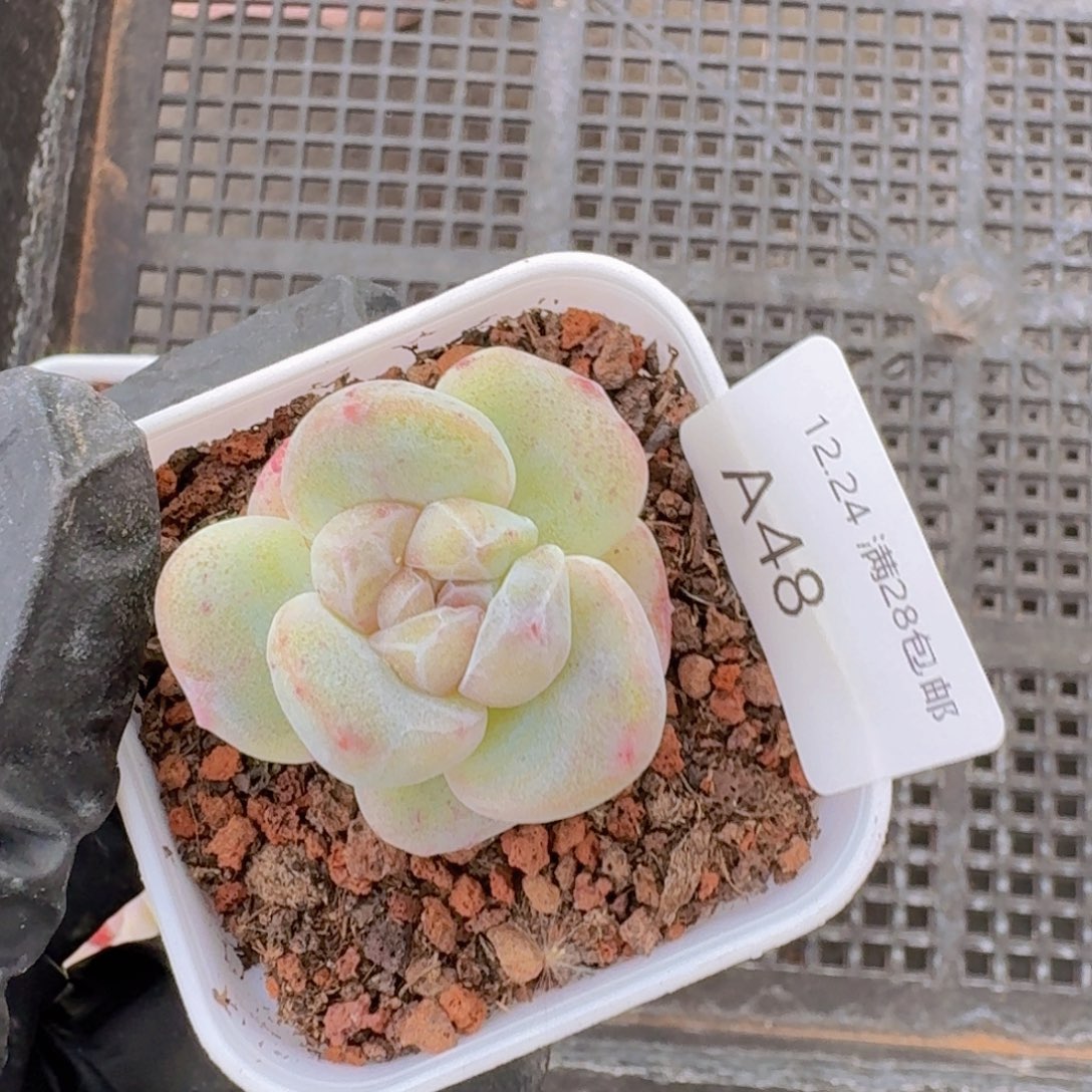 冰玉石化单头一颗脱土