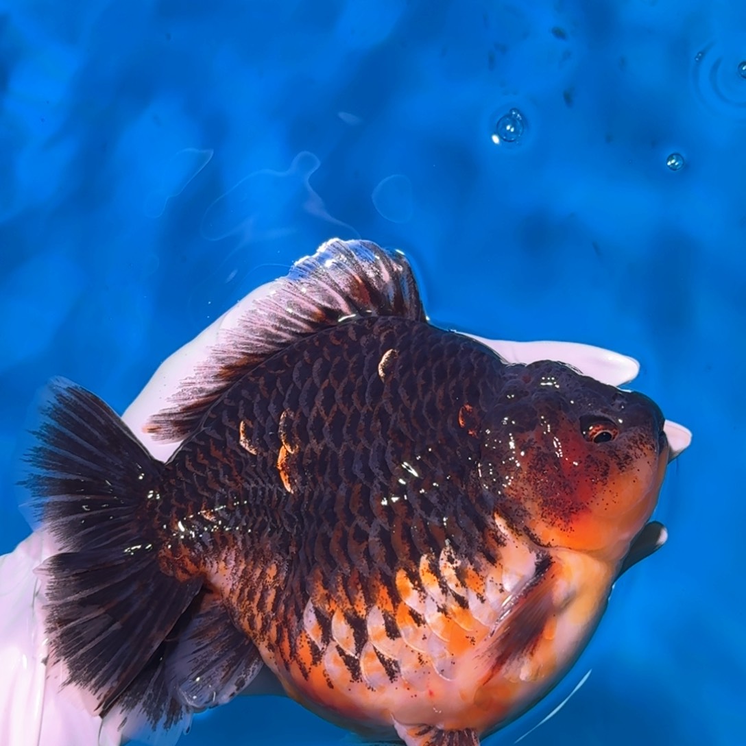 金鱼类不分公母15