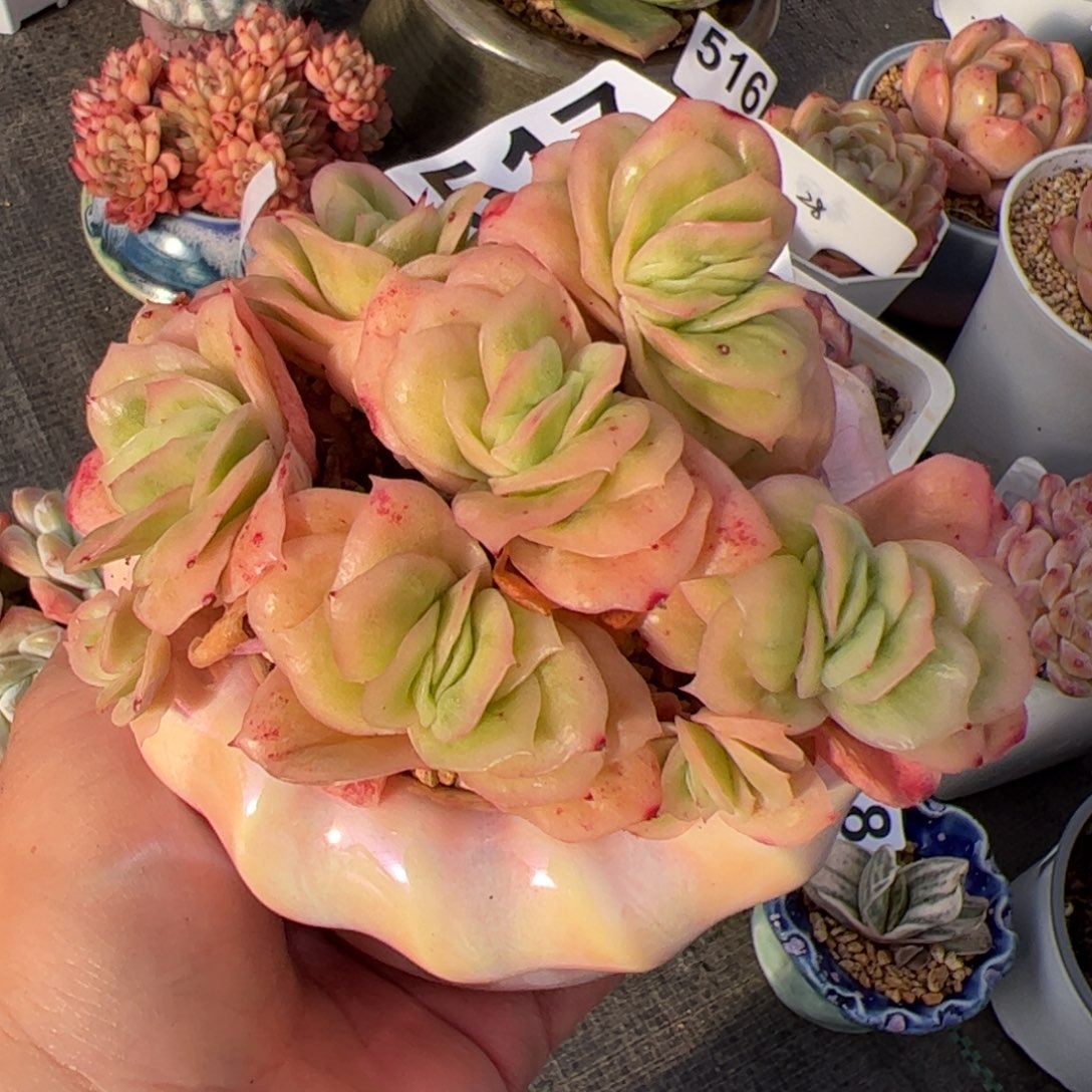 517不包整多肉植物组合盆栽