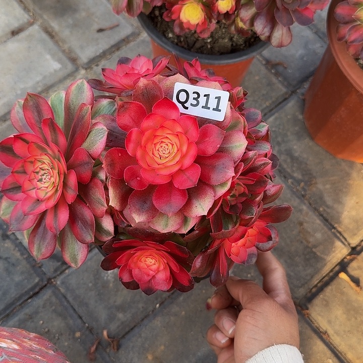 遇****燕311荔枝44冠服18.9小颗的