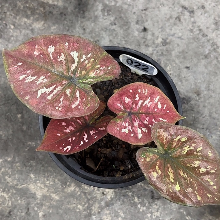 22-0303花木兰彩叶芋广东现货