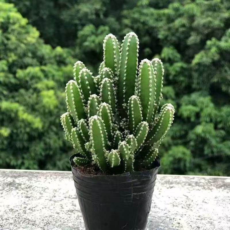 万重山仙人掌招财山类植物客厅绿植花卉室内办公室盆栽植物