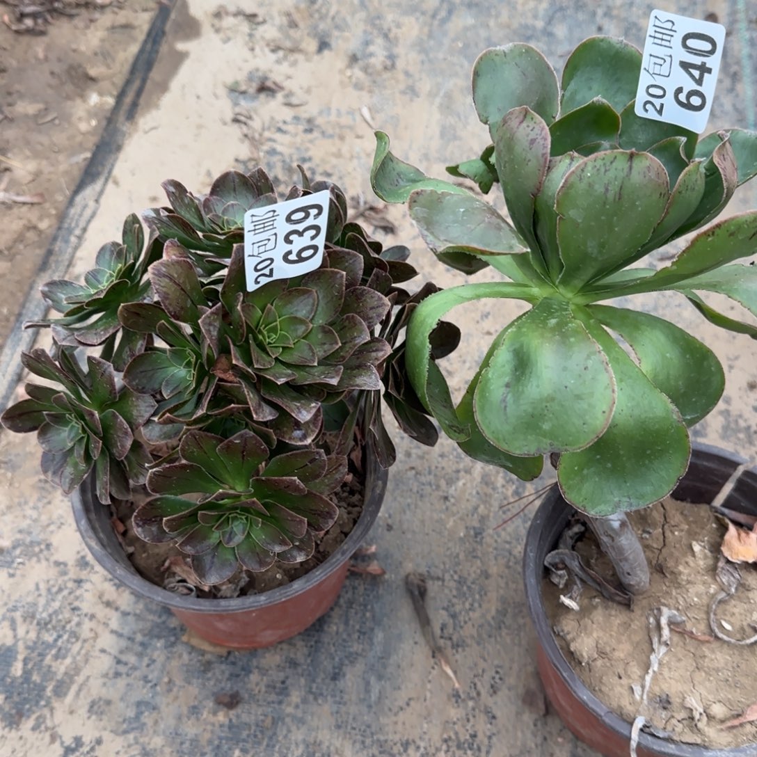 多肉639+640满20包邮断枝不包