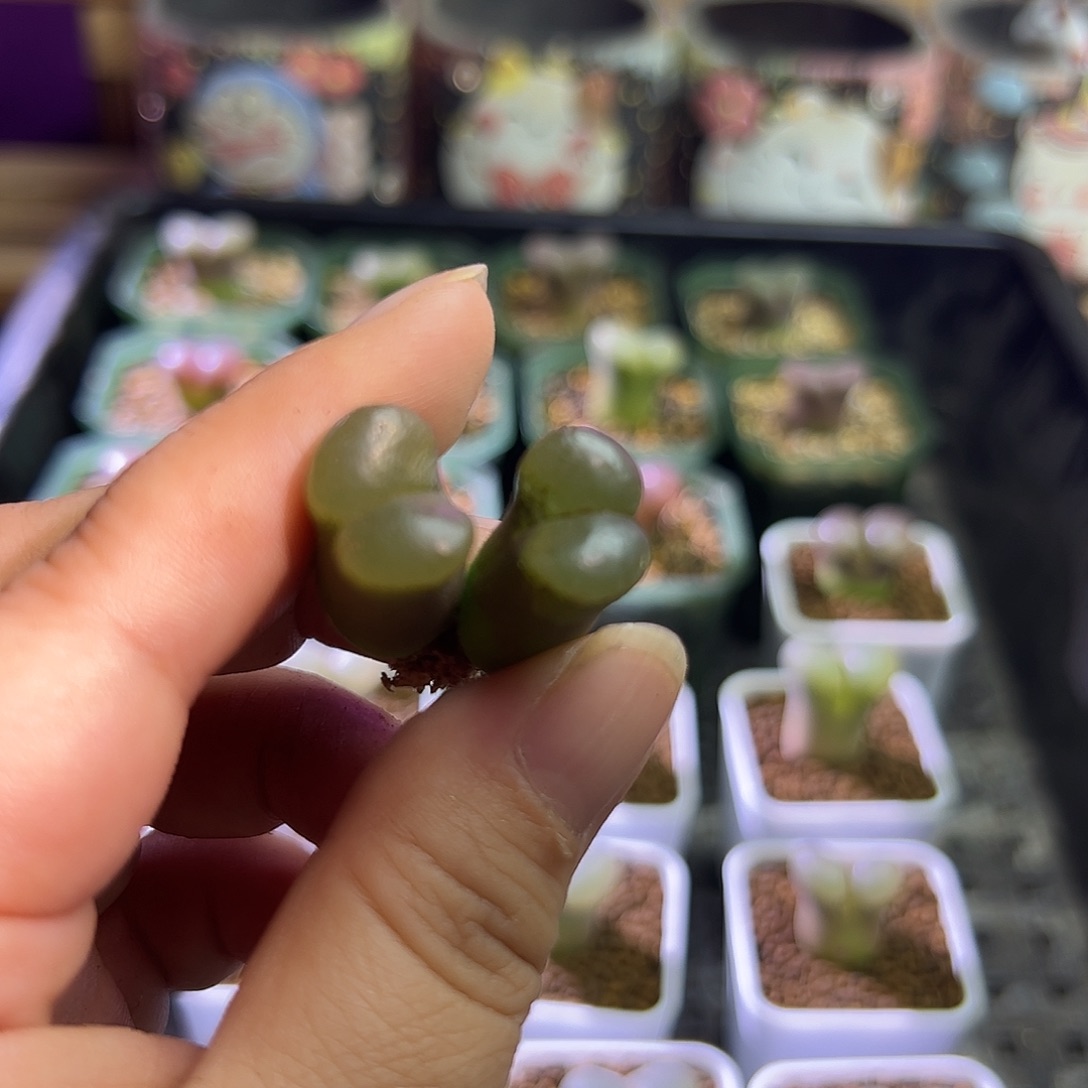 奶****葵紫体白。               