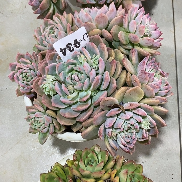 大***呱934霜花多肉植物多肉